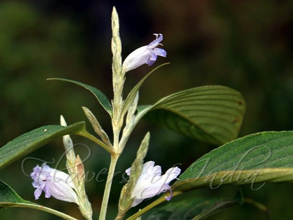 Veined-Leaf Coneflower